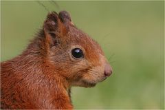 Hörnchenportrait