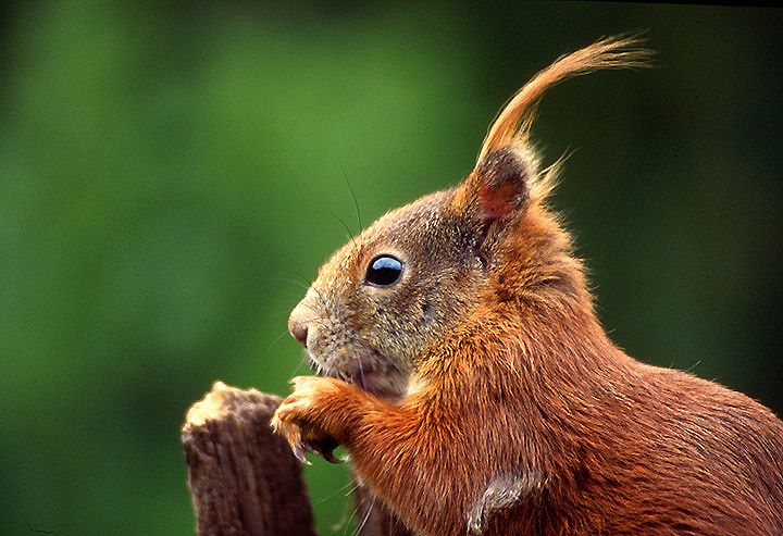 Hörnchenportrait