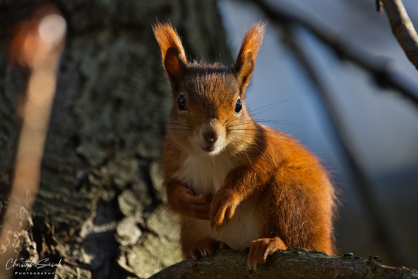 Hörnchenportrait