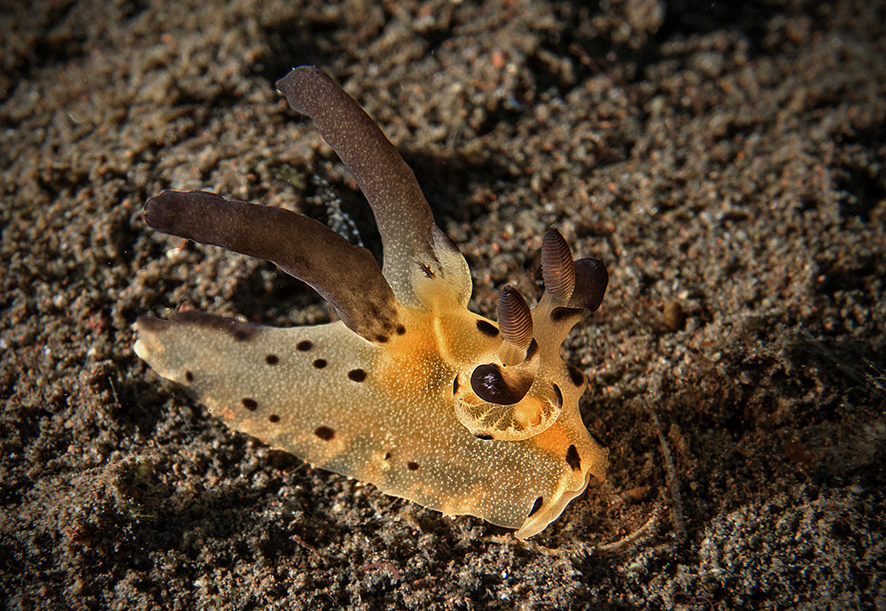 Hörnchenschnecke reload