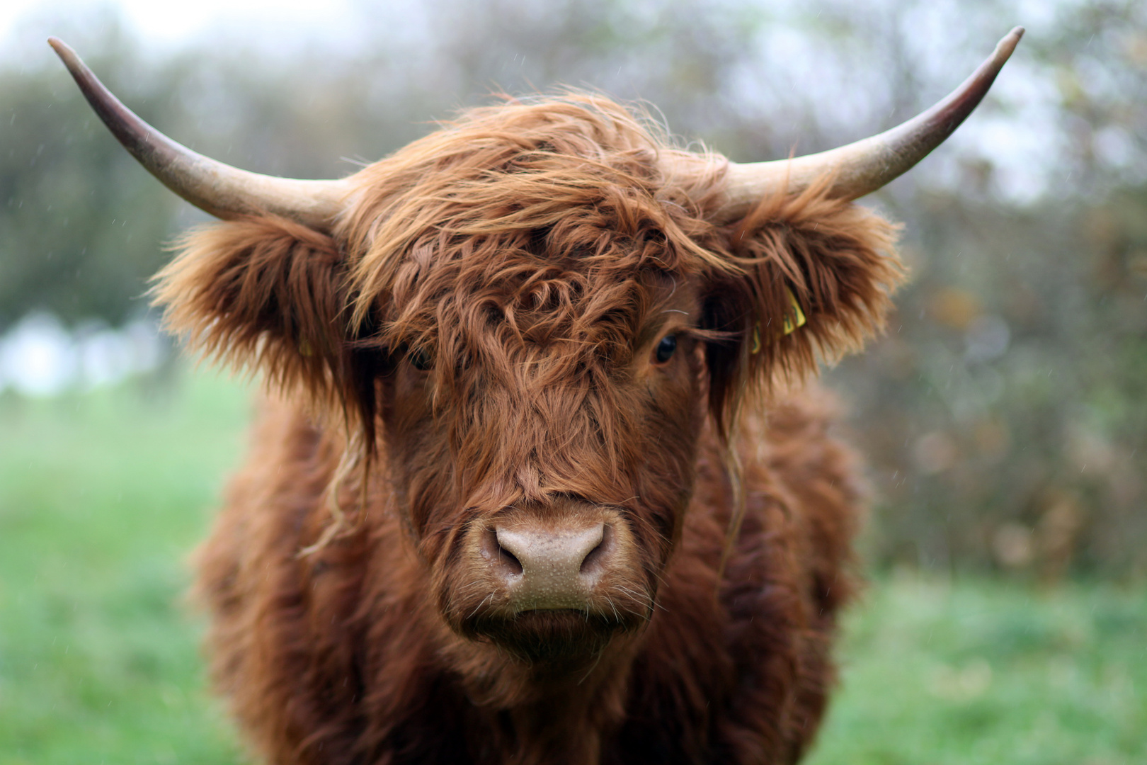 hörner Foto & Bild  tiere, natur Bilder auf fotocommunity