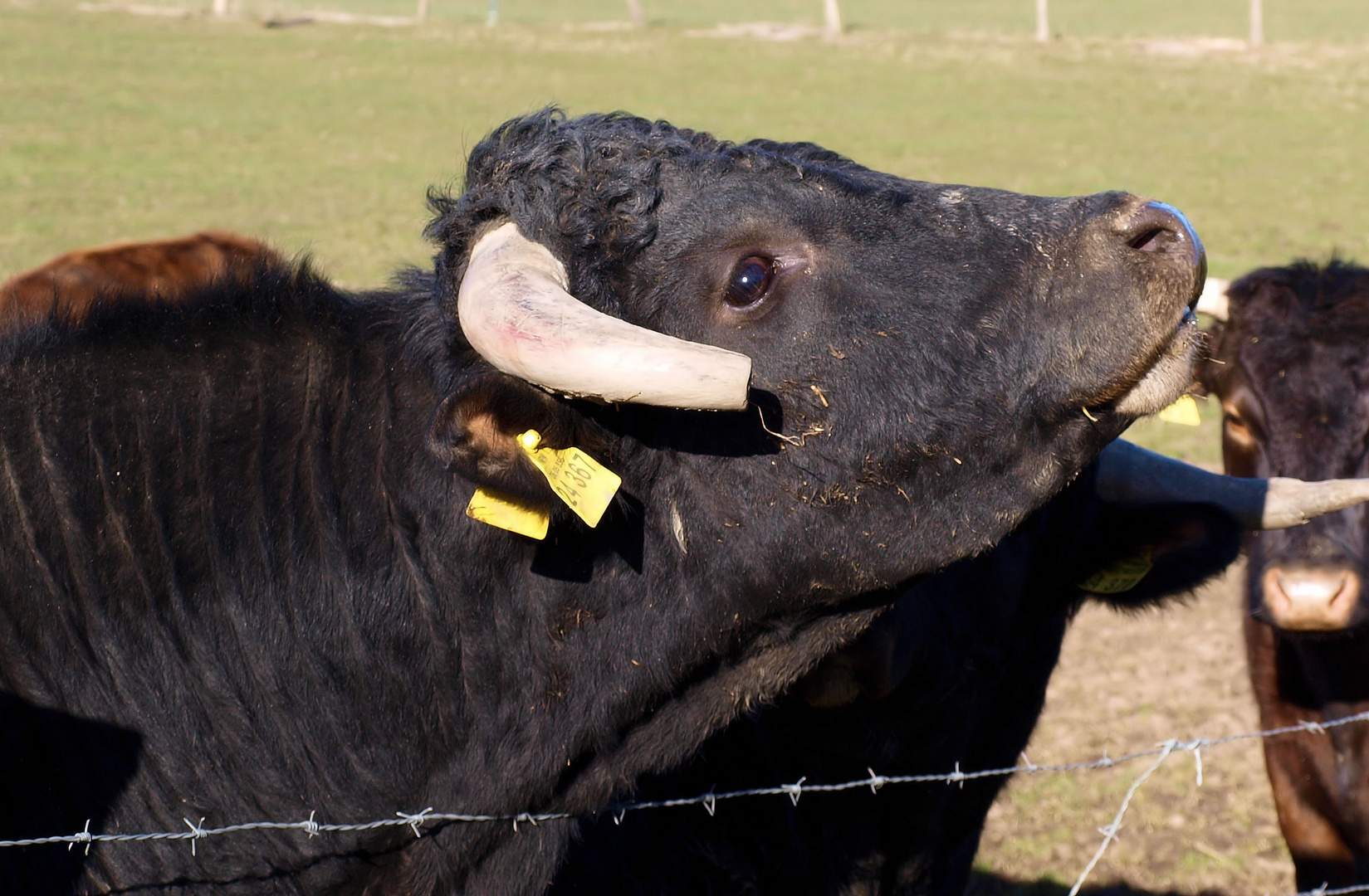 Kuh mit Hörner Foto & Bild  tiere, haustiere, nutztiere Bilder auf  fotocommunity