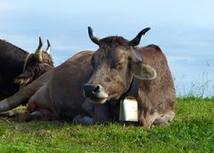 Hörner und Schelle, aber Fliegen