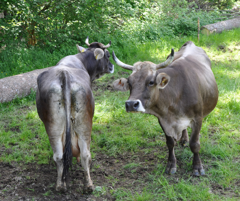 Hörnertragende "Käskühe"