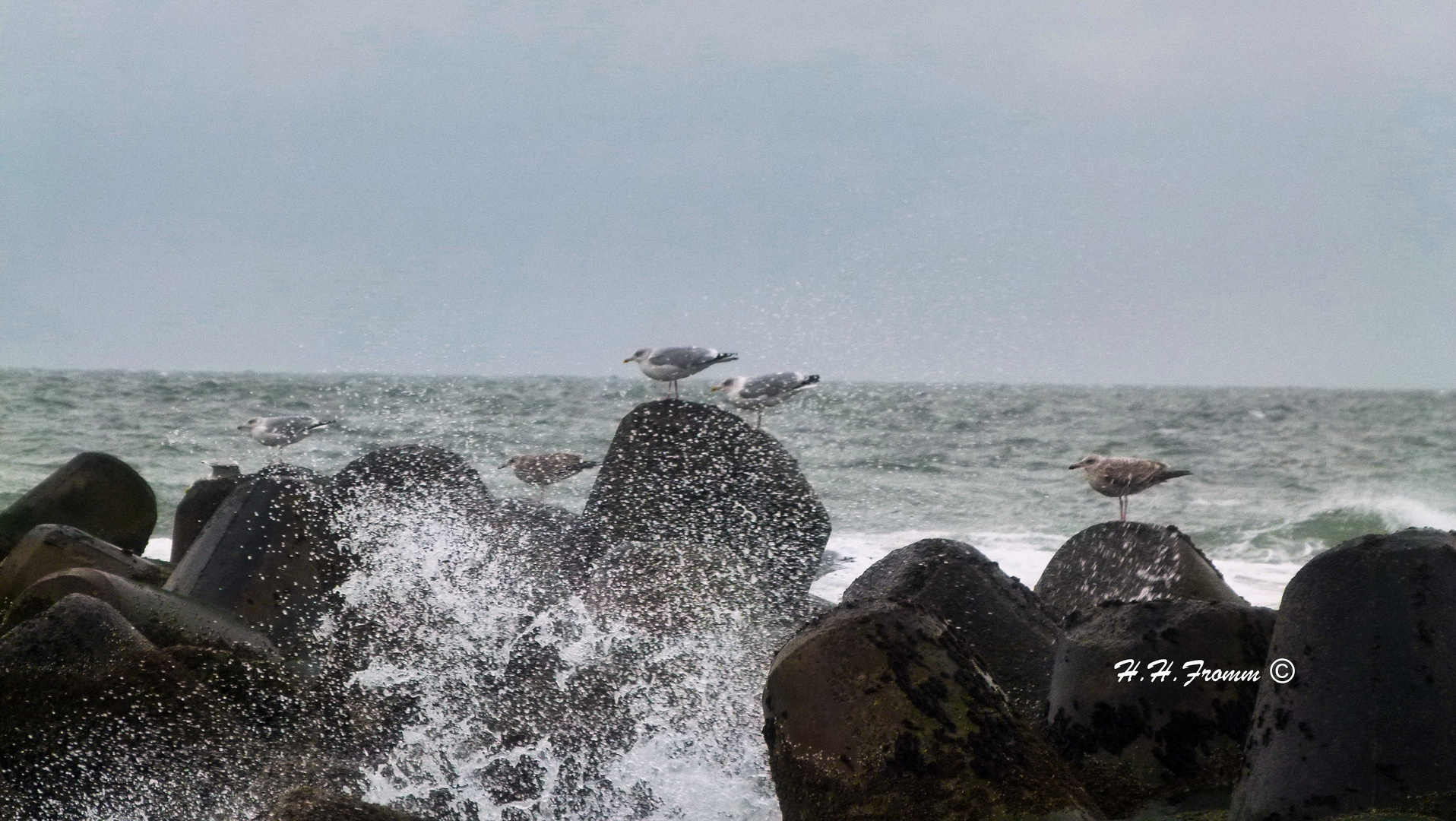 Hörnum November auf Sylt 2014 - Weststrand Möven und Wasserspiele