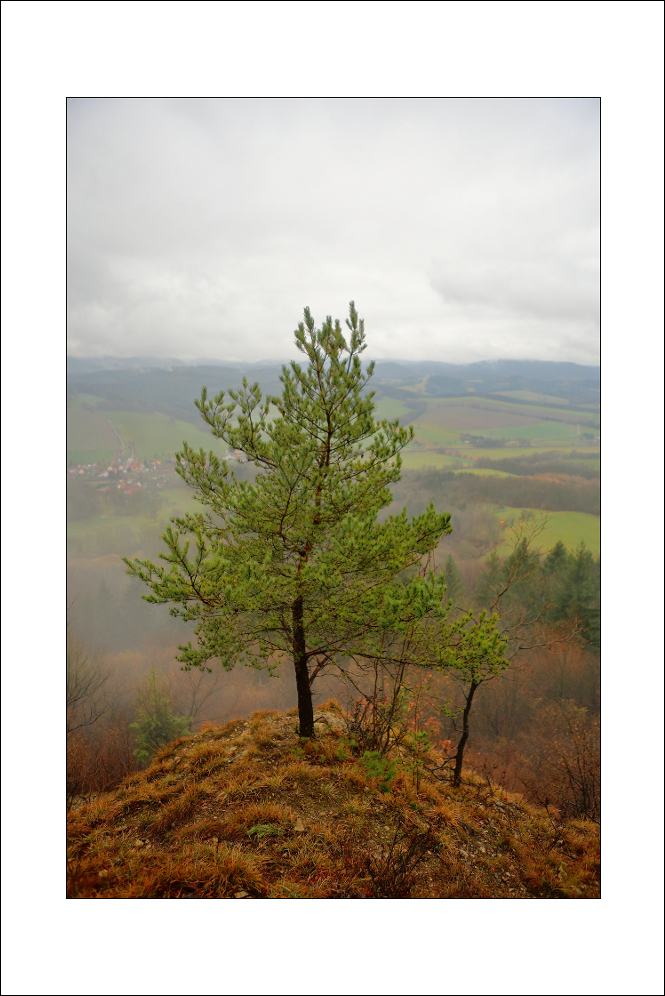 Hörselbergbaum im Winter ohne Schnee