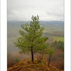 Hörselbergbaum im Winter ohne Schnee