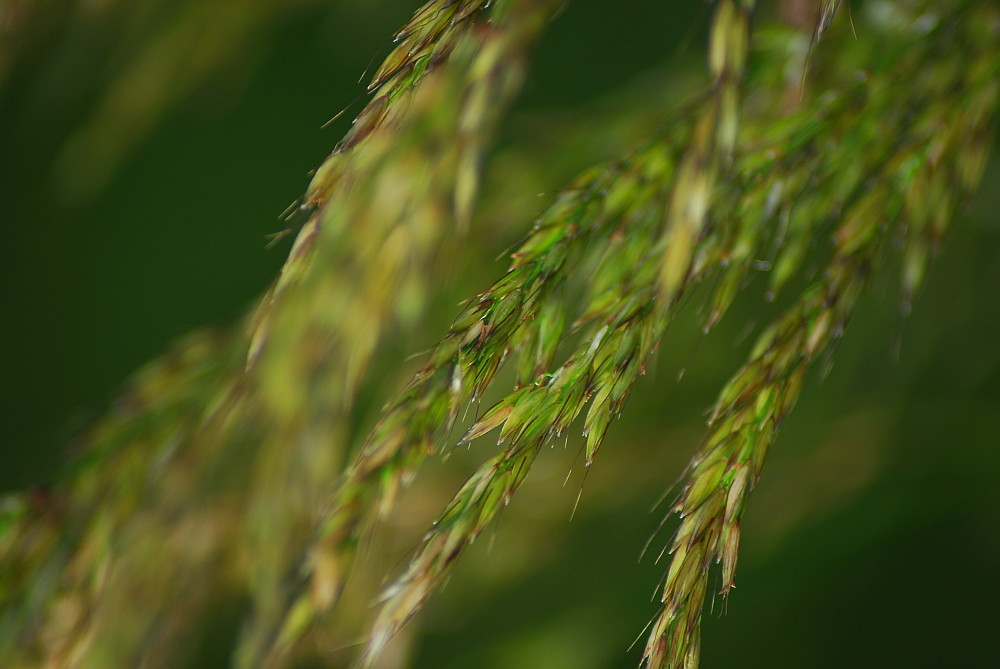 Hörst Du das Gras rauschen?