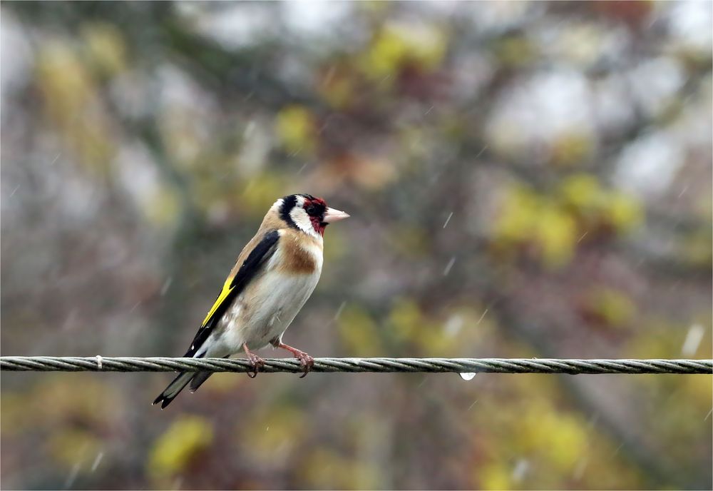 Hört das schlechte Wetter denn nie auf? Distelfink im Regen