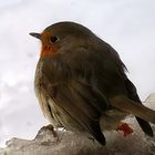 hört der winter denn garnicht mehr auf