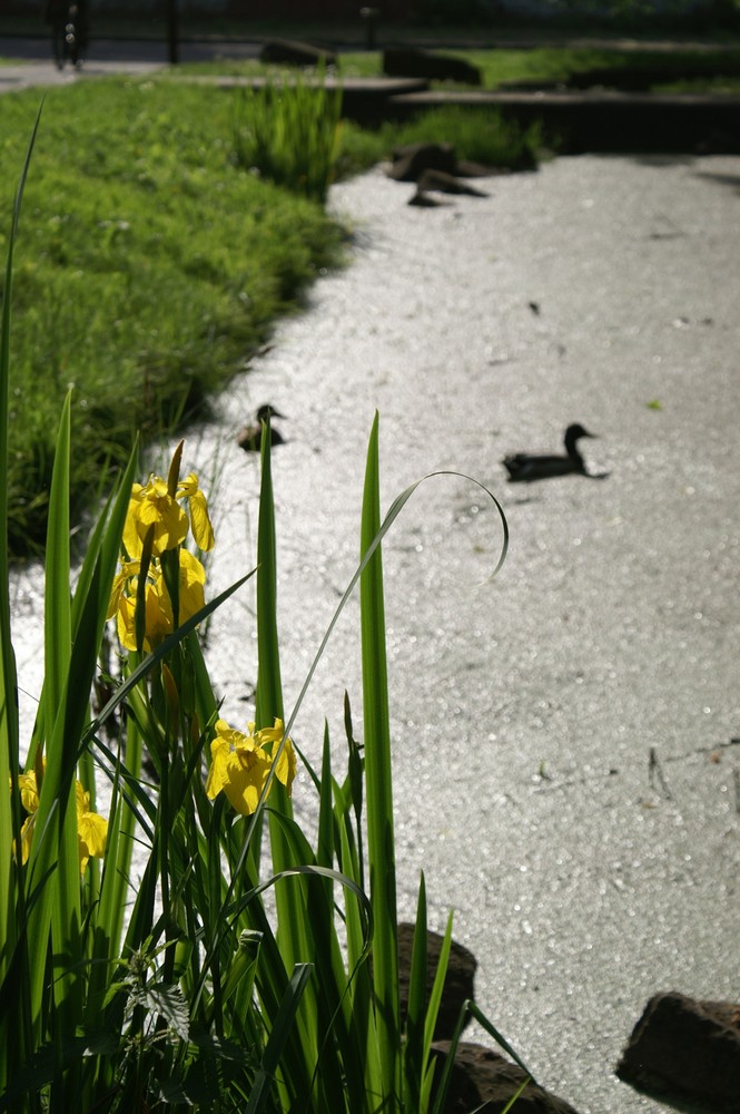 Hört ihr die Enten schwimmen?