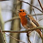 Hört ihr Freunde in Wald und Flur - endlich ist es Frühling