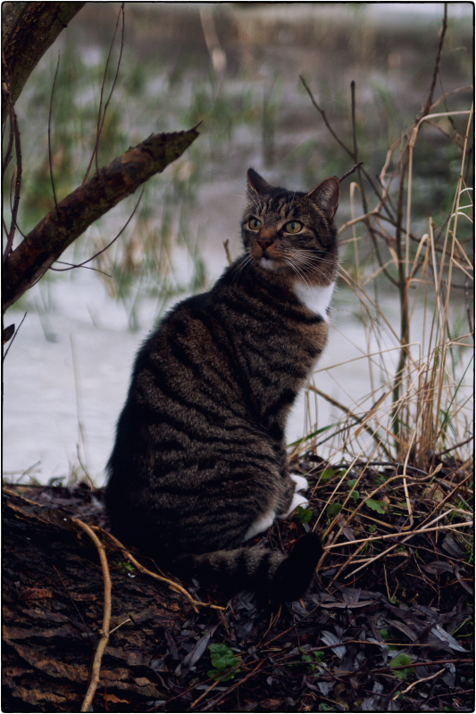 ...hörte ich da grad die Futterdose ?