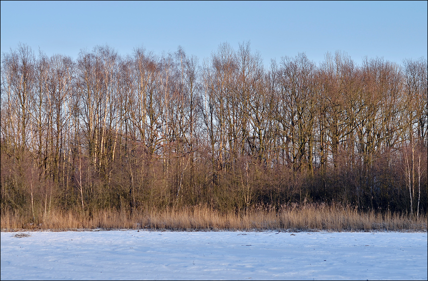 Hörübung: Schnee unter Bäumen