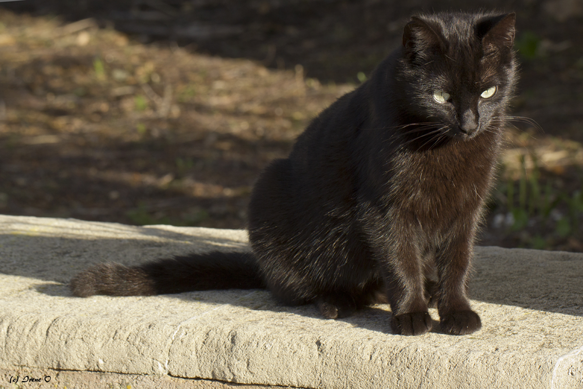 Hof Katzen, Teil 1