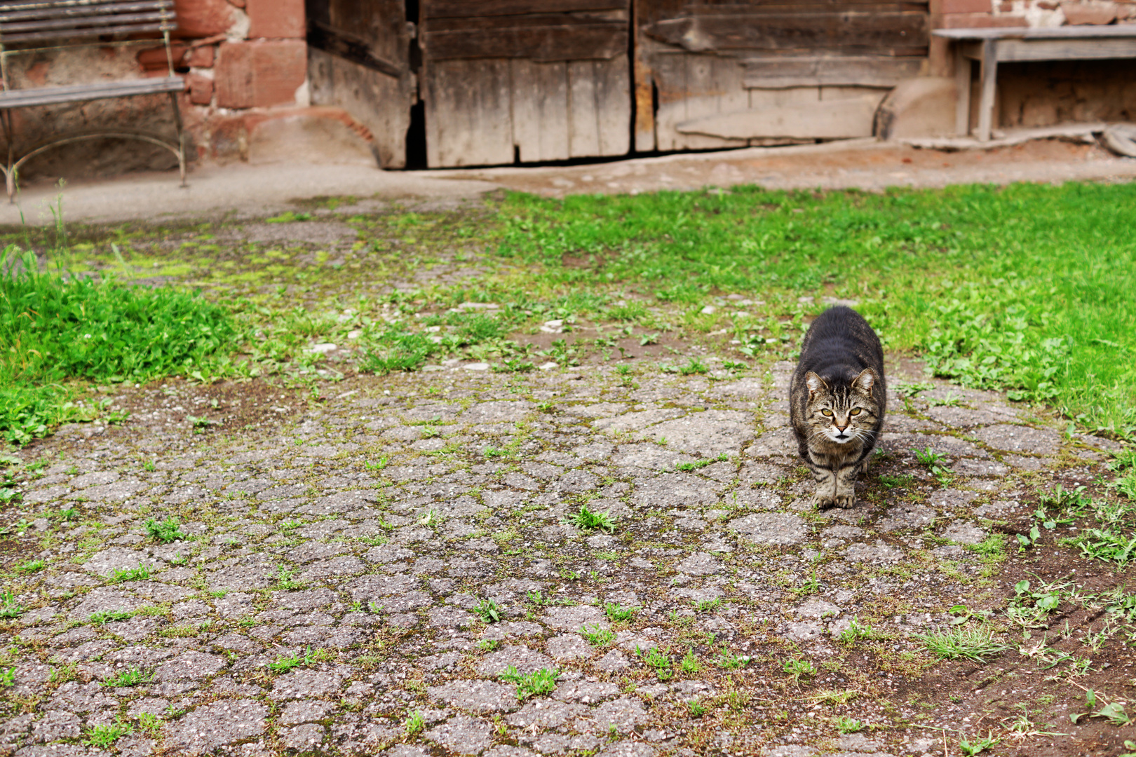 Hof mit Katze