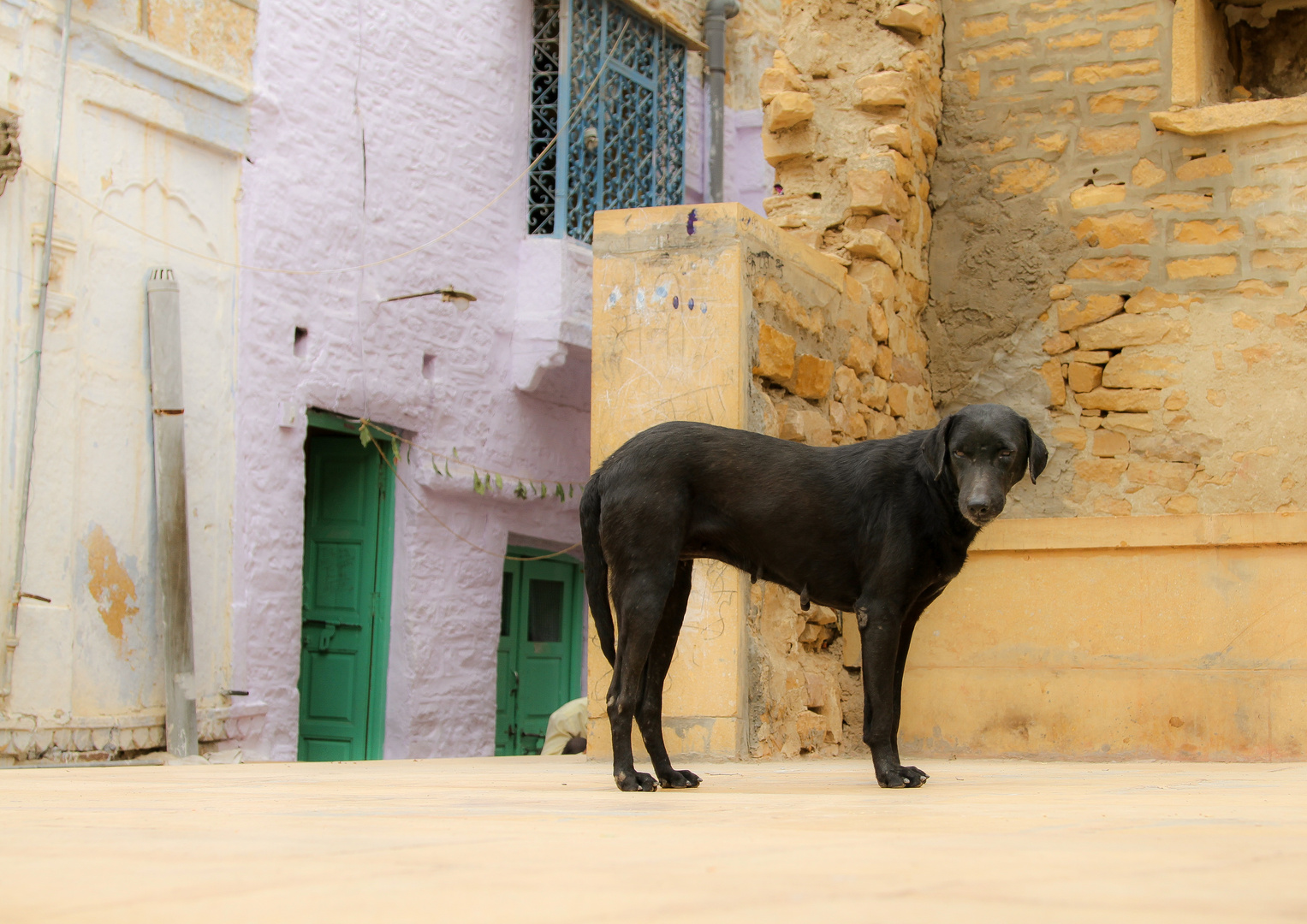 Hof- und Straßenhund