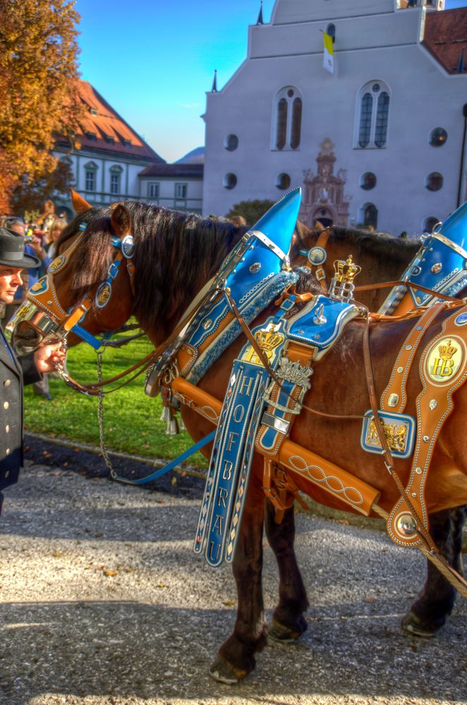 Hofbräu Pferdl.......