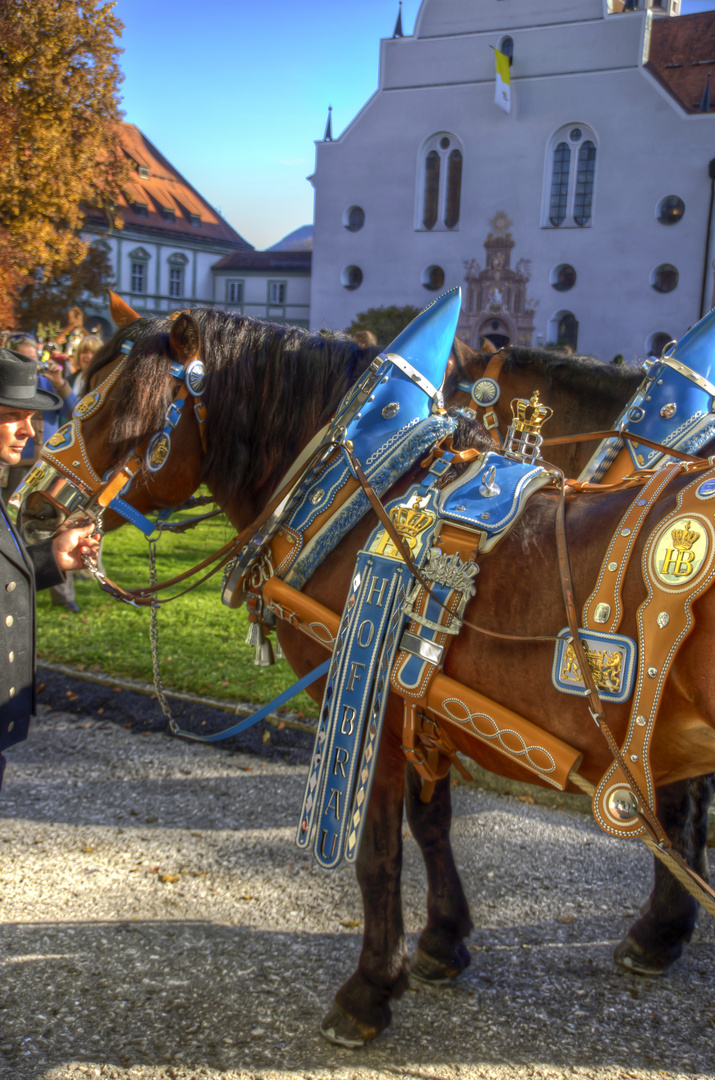 Hofbräu Pferdl.......