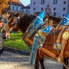 Hofbräu Pferdl.......