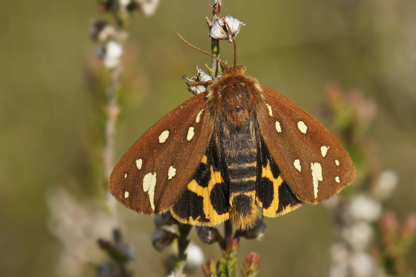 Hofdame (Hyphoraia aulica)