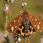 Hofdame (Hyphoraia aulica)