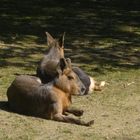 Hofer Zoo: Mara oder Pampahase