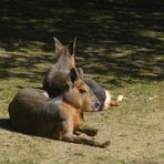 Hofer Zoo: Mara oder Pampahase