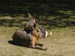 Hofer Zoo: Mara oder Pampahase