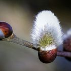 Hoffen auf den Frühling