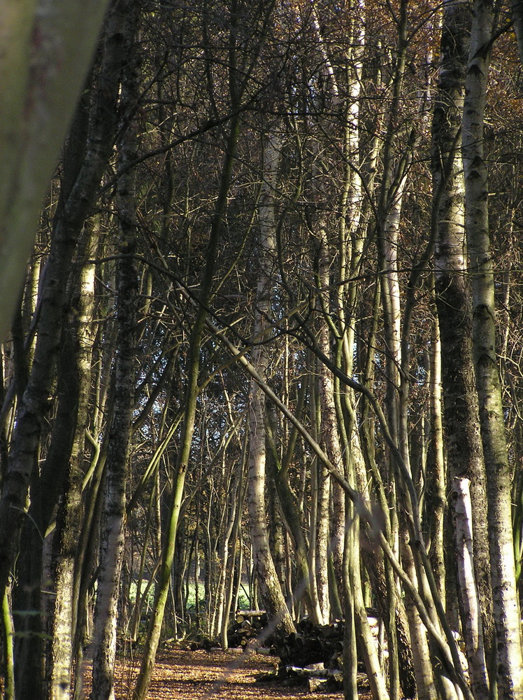 Hoffen auf den Frühling