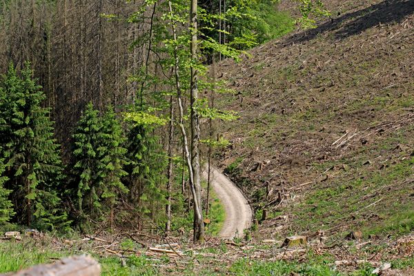 Hoffentlich bekommt der Wald noch die Kurve