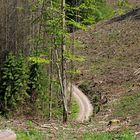 Hoffentlich bekommt der Wald noch die Kurve