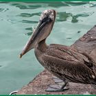 Hoffentlich bleibt der Fisch nicht im Hals stecken.