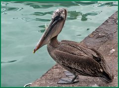 Hoffentlich bleibt der Fisch nicht im Hals stecken.