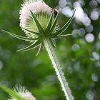 hoffentlich fällt das Stachelding nicht runter