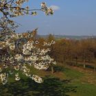 Hoffentlich geht der bittere Kelch des Frostes an den ersten Obstblüten vorüber...