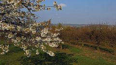 Hoffentlich geht der bittere Kelch des Frostes an den ersten Obstblüten vorüber...