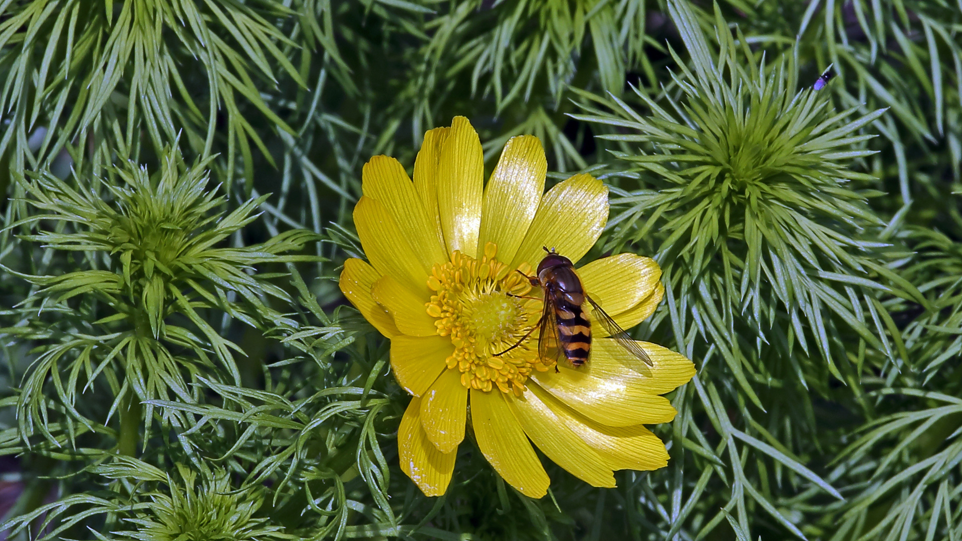 Hoffentlich hat die Schwebfliege aus der Familie (Syrphidae) erfolgreich gearbeitet ...