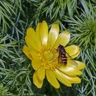 Hoffentlich hat die Schwebfliege aus der Familie (Syrphidae) erfolgreich gearbeitet ...