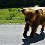 Hoffentlich hat er den Durchblick