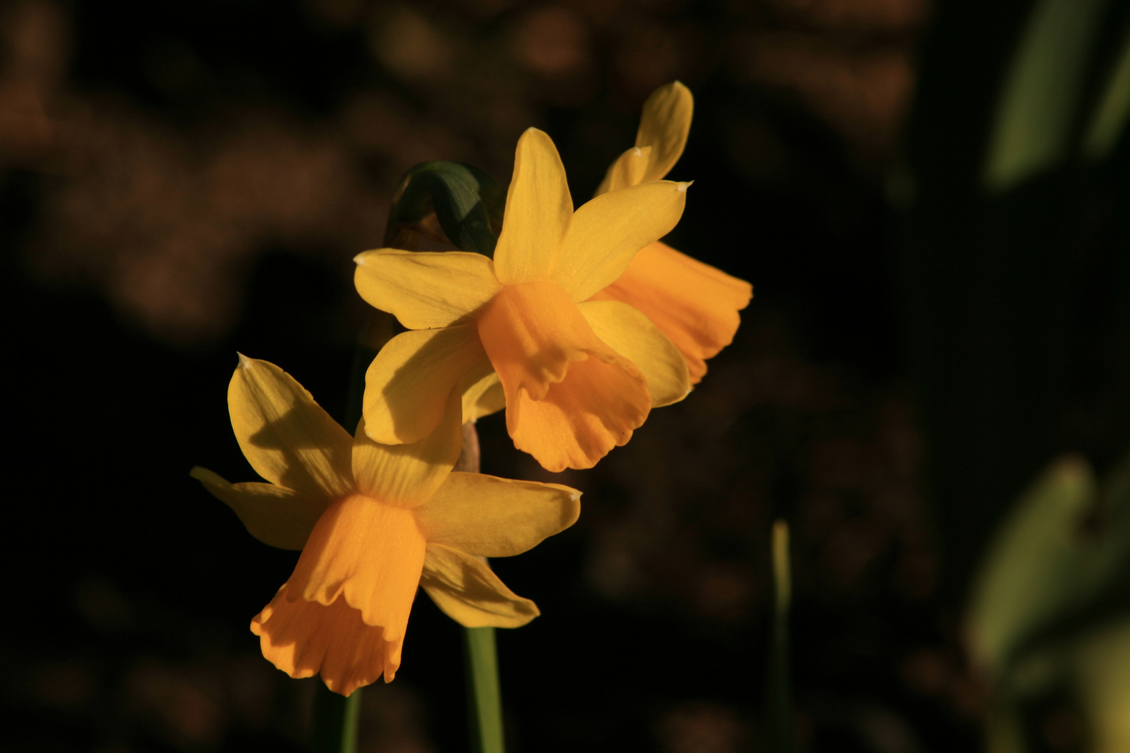 Hoffentlich ist bald Frühling..............