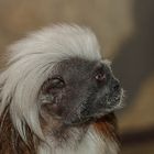 Hoffentlich kann man bald wieder zum Friseur :)