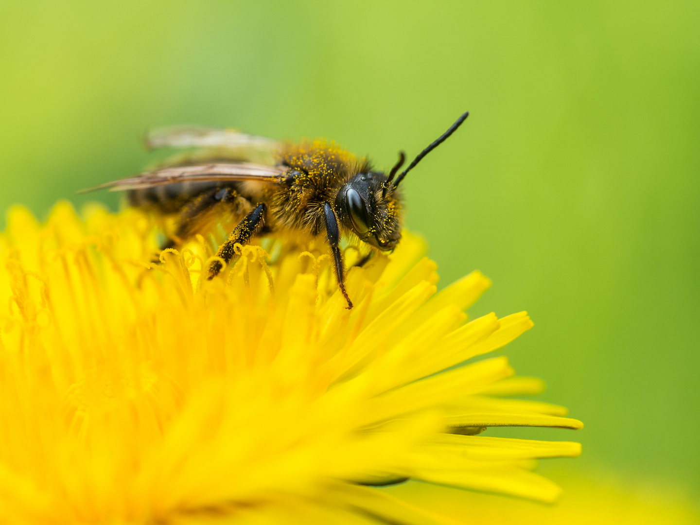 Hoffentlich keine Pollen-Allergikerin :-D