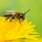 Hoffentlich keine Pollen-Allergikerin :-D