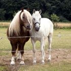 ..hoffentlich lassen uns die Weiber in Ruhe..