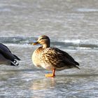 ... hoffentlich nicht festgefroren ...   oder       "Bodyguards"