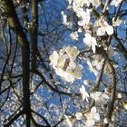 Hoffentlich nicht mehr fern... FRÜHLING!