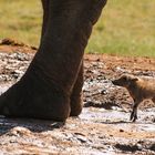 Hoffentlich passt der Große auf !