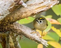 "HOFFENTLICH SIEHT MICH DER SPERBER HIER NICHT"